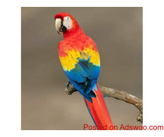 Taking Birds for Sale at Talking Parrots Island