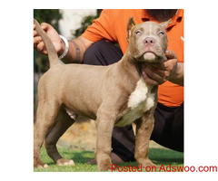 American Bullies for sale at American Bully Farm