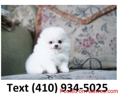 Amazing tiny teacup pomeranian puppies for sale.