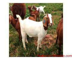 wholesale Pure bred boar goats for sale /Whatsapp: +27621354579