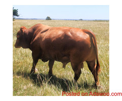 wholesale Pure bred boar goats for sale /Whatsapp: +27621354579
