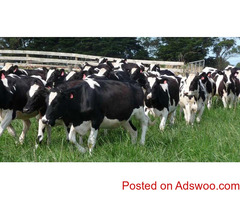 wholesale Pure bred boar goats for sale /Whatsapp: +27621354579