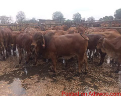 NGUNI CATTLE BEST SELLING COW /Whatsapp: +27621354579