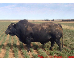 NGUNI CATTLE BEST SELLING COW /Whatsapp: +27621354579