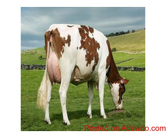 NGUNI CATTLE BEST SELLING COW /Whatsapp: +27621354579