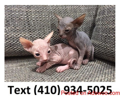 Exceptional Sphynx kittens for sale.