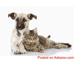 Modern Alchemist Rx: Comprehensive Veterinary Care Services for Your Furry Friends