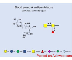 Understanding Blood Group Glycans – Insights and Innovations from GlycoDepot
