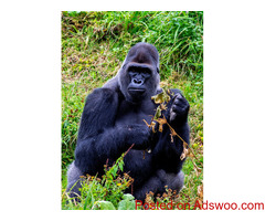 Gorilla Trekking Safaris | Adventure Tours with Ubuntu Voyages
