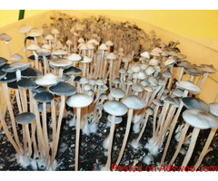 Discover Premium Magic Mushrooms at MidwestFreshMushrooms | Elevate Your Experience