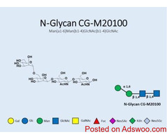 Buy N-Glycans for Research & Development | GlycoDepot