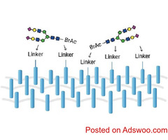 Custom Synthesis of Glycans | Expert Services by GlycoDepot
