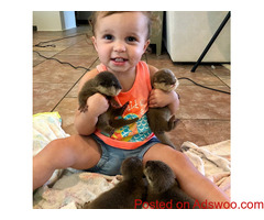 Asian Small Clawed Otters For Sale