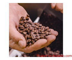 Bodum French Press Brewing with Madis Coffee Roasters