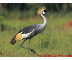 Ubuntu Voyages - Among the Best Wildlife Tour Companies: Unforgettable Adventures in East Africa