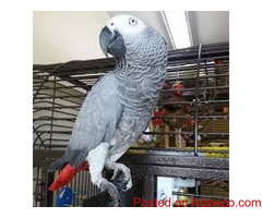 African Grey parrots for sale