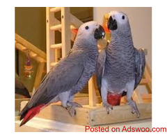 African Grey parrots for sale