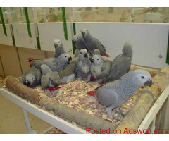 African Grey parrots for sale