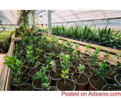 Urban Jungle Plants and Pottery: The Go-To Nursery for Lush Greenery in Santa Monica