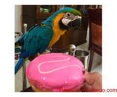 Blue gold macaw