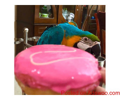 Blue gold macaw