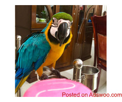 Blue gold macaw