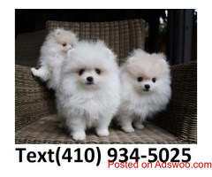 Cuttest Tiny t-cup pomeranian puppies for sale!!