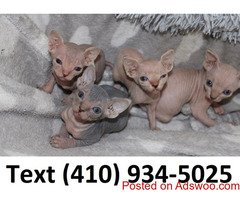 Amazing Sphynx kittens looking for lovely homes!