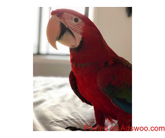 Macaw Rogues