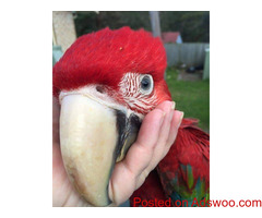 Macaw Rogues