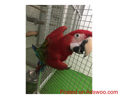 Macaw Rogues