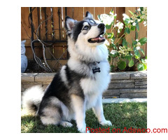 Pomsky puppies: How to take good care of your Pomsky puppy?