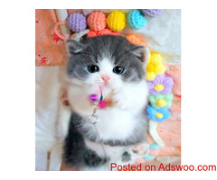 Munchkin cat for sale