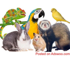 Best Pet Transportation Services | Safe Travel with Airborne Animals