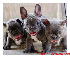 Super Cute french bulldog puppies ready to leave