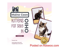 Maine Coon Kittens For Sale In Ohio : Lovable Gentle Giants Await