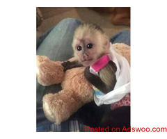 Wonderful Lovely Capuchin monkey for adoption