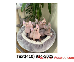 Exceptional Sphynx kittens for sales!!