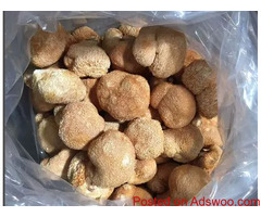 Lion's Mane Mushroom for Sale | The Green House Dispensary
