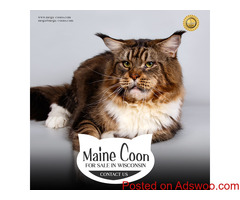 Maine Coon Kittens For Sale in Wisconsin: Lovable, and Family-Friendly
