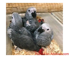 Hand Raised African Grey Parrots for Sale