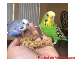 Hand Raised African Grey Parrots for Sale