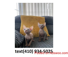 Affectionate sphynx kittens for sale!