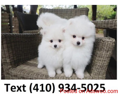 Cute t-cup pomeranian puppies ready for new homes.