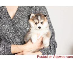 Adorable Mini Pomsky Puppies for Sale | Trusted Breeders at Pomsky Set