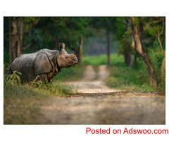 Kaziranga National Park: Explore Assam's Wild Heritage |