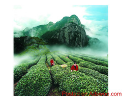 Premium Chinese Tea Wholesale | Zi-Chun