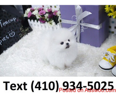 Cuttest tiny t-cup pomeranian puppies ready for new homes.
