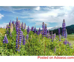 Gulmarg Kashmir - Skiing, Gondolas & Scenic Charm
