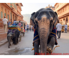 Elephant Safari in Amer Fort Jaipur